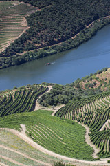 Douro Vinhateiro em época de vindima © Penteas