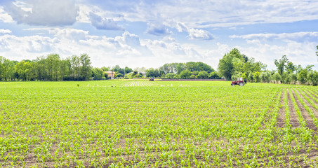 Green field of young corn with tractor and cloudy sky