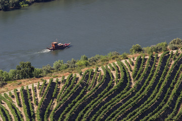 Douro Vinhateiro em época de vindima