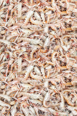 shrimps background texture
