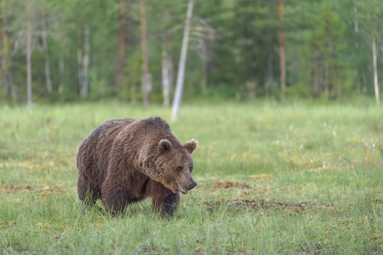Big male brown bear (ursus arctos) walking in the bog on a summer evening