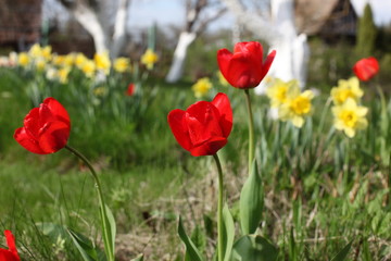 Fototapeta premium spring blossom flowers