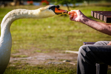 Old man and swan