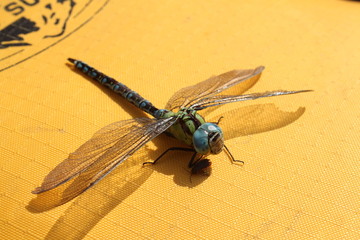 Colourful dragon fly with beautiful long wings and small fly close to him.