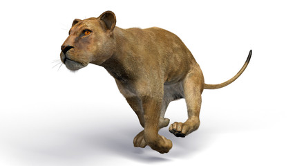 Obraz premium The image of a lioness