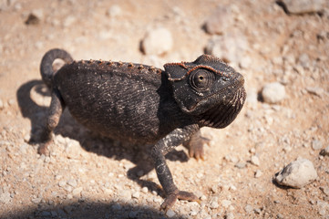 Obraz premium Chameleon in the desert in Namibia, Africa