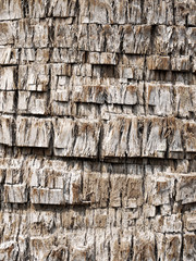 Palm tree bark texture