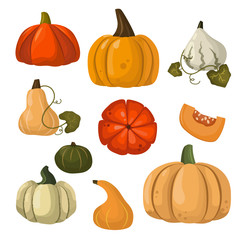 Autumn collection of pumpkin set elements design with different pumpkins oriental bittersweet vector illustration. Orange halloween pumpkin set vegetable collection. Harvest symbol season decoration.