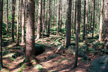 Dense forest in the mountains
