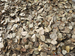 A pile of dry bodhi leaf