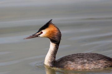 Side view of swiming great crested grebe (podiceps cristatus) bi