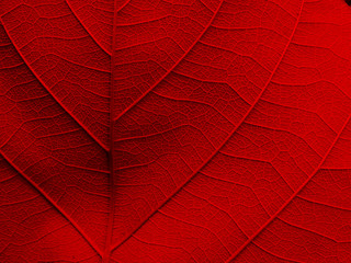 red leaf texture background
