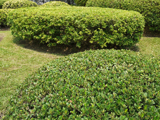 Shrubs in the garden