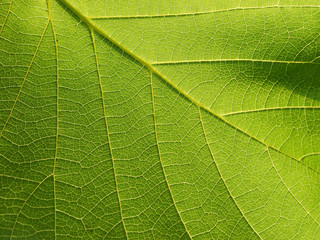 leaf texture