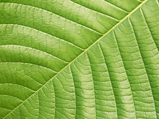 leaf texture