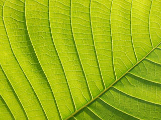 leaf texture