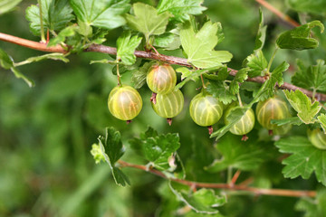 Gooseberries on a branch.