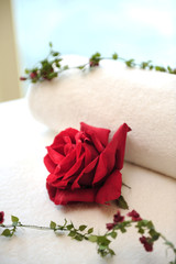 Rose on bed