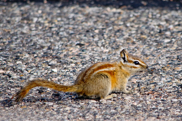 Chipmunk in  Canyonlands National Park in Utah