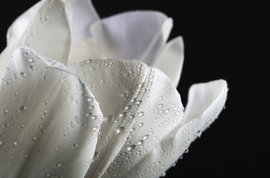 white tulip petals with water drops on a dark background. horizo