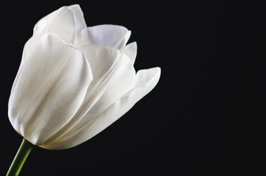 Fototapeta single white tulip head on a black background close-up. horizont