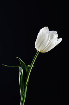 single white tulip on a black background. vertical. space for te