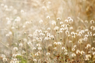 blurred grass flowers background