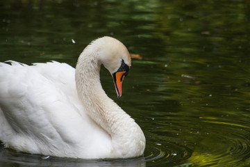 White graceful swan