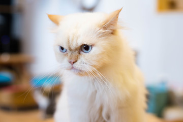 Angry persian cat