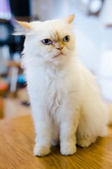 Angry persian cat