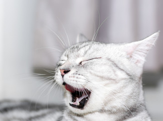 American shorthair cat yawning in blur background