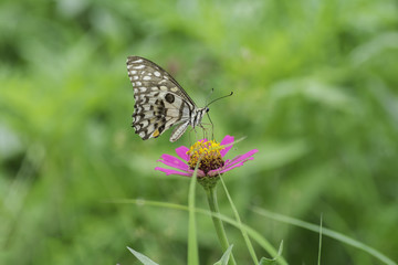 Butterfly sucking nectar from pink flowers .