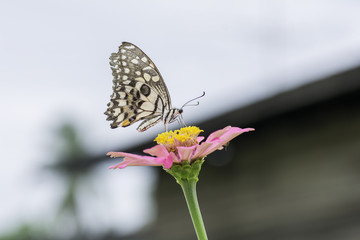 Butterfly sucking nectar from pink  flowers .