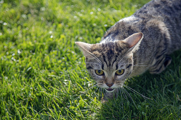 Cat on a green grass. Selective soft focus