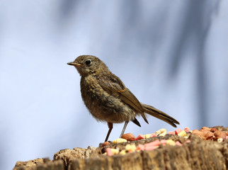 Close up of a baby Robin on a tree trunk