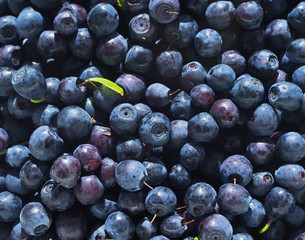Juicy mature berries of bilberry close up. Berry bilberry background