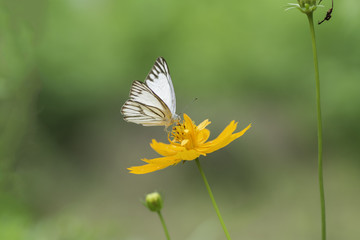  Butterfly sucking nectar from yellow  flowers .