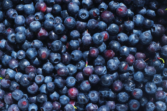 Juicy mature berries of bilberry close up. Berry bilberry background