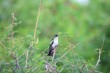 Diederik cuckoo (Chrysococcyx caprius) in Queen Elizabeth National Park, Uganda

