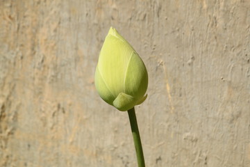Fototapeta Green lotus flower bud with brown wall at the background obraz