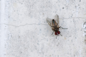 isolated fly on the white background macro