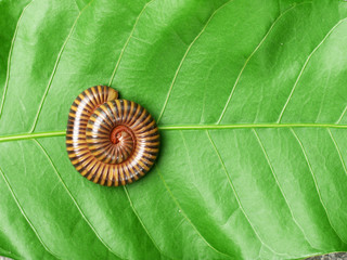 millipede macro on a green leaf