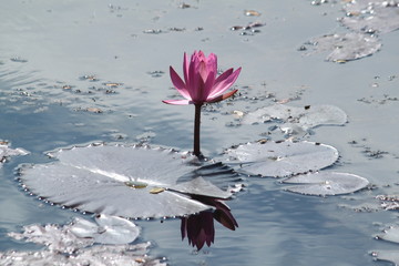 Single lotus flower in pond