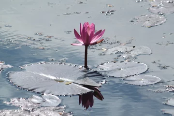 Crédence de cuisine en verre imprimé Nénuphars Single lotus flower in pond