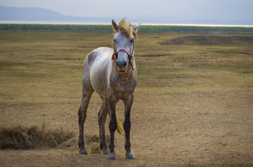 full body of white horse standing in rural meadow © stockphoto mania