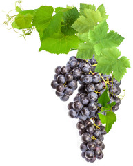 grappe de raisin rouge et pampres de vigne, fond blanc