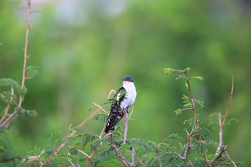 Diederik cuckoo (Chrysococcyx caprius) in Queen Elizabeth National Park, Uganda

