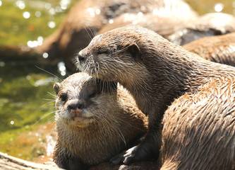 A pair of Oriental Short Clawed Otters cuddling
