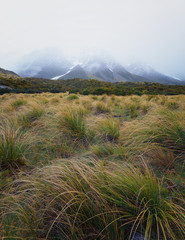 Golden meadow as a foreground in this portrait shot.