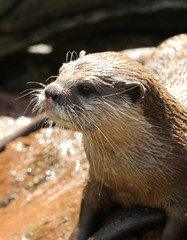 Portrait of an Oriental Short Clawed Otter